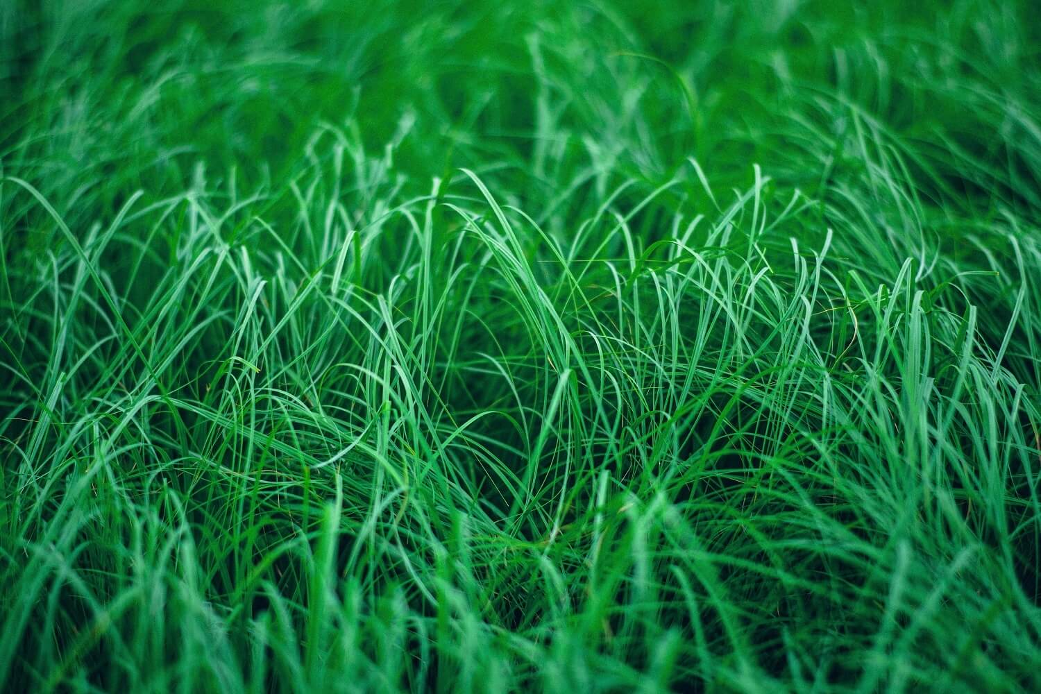 текстура травы